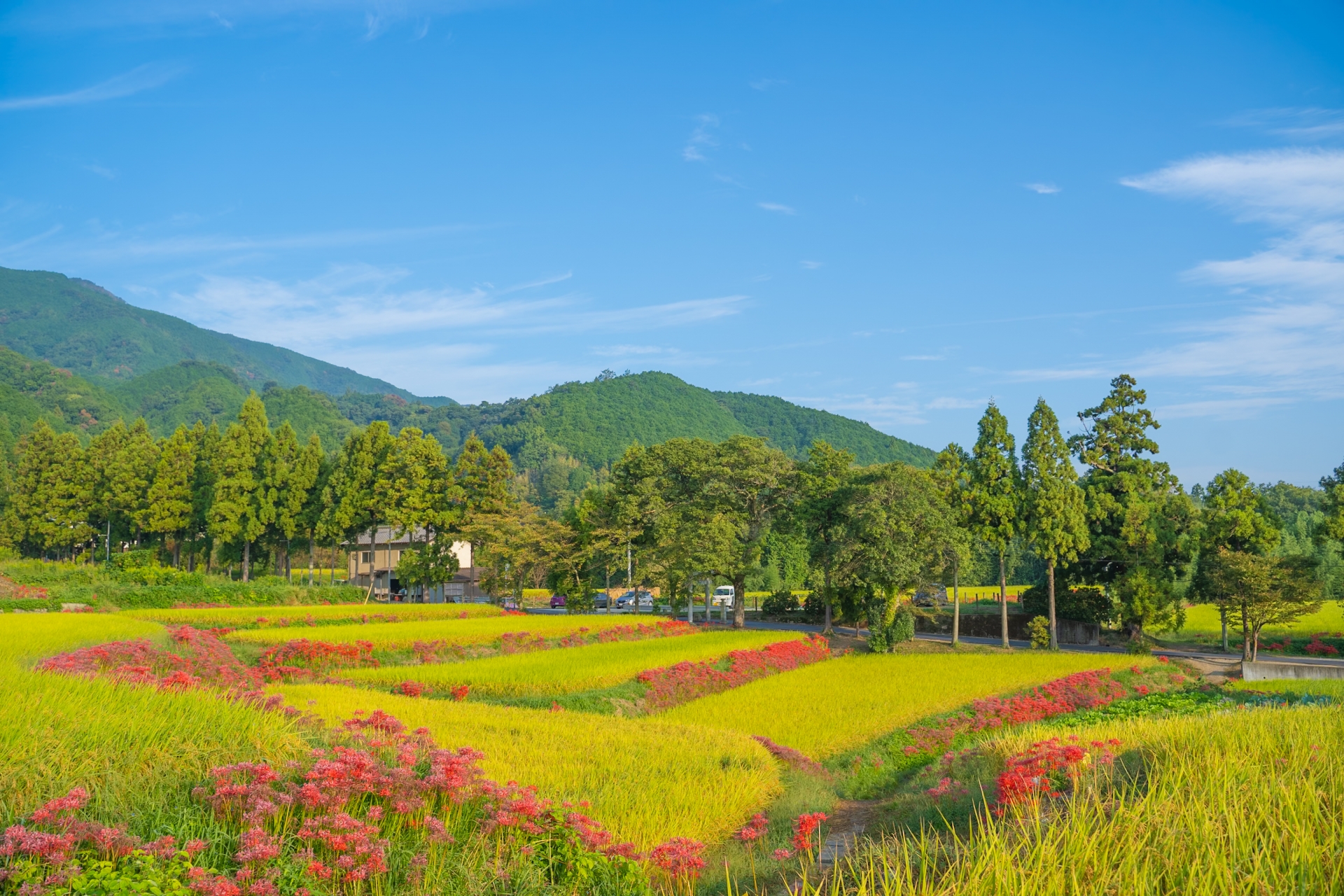 田んぼと彼岸花