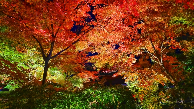 11月のイベント